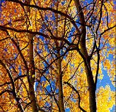Aspen Tree's Beauty in Fall